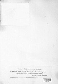 Marasmius rotula image
